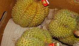 网友爆料榴莲视频大全,网友爆料视频大全，带你领略热带果王的风采